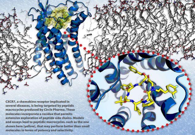 CXCR7受體，Circle公司大環(huán)肽化合物開發(fā)平臺(tái)的靶點(diǎn)之一